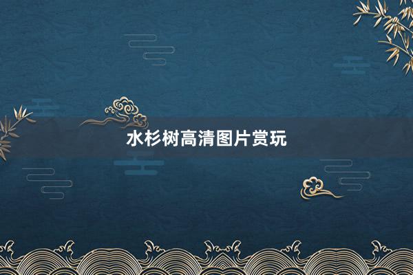 水杉树高清图片赏玩